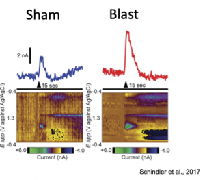 Fast Scan Cyclic Voltammetry measuring phasic dopamine release in the nucleus accumbens in sham vs. blast exposed mice