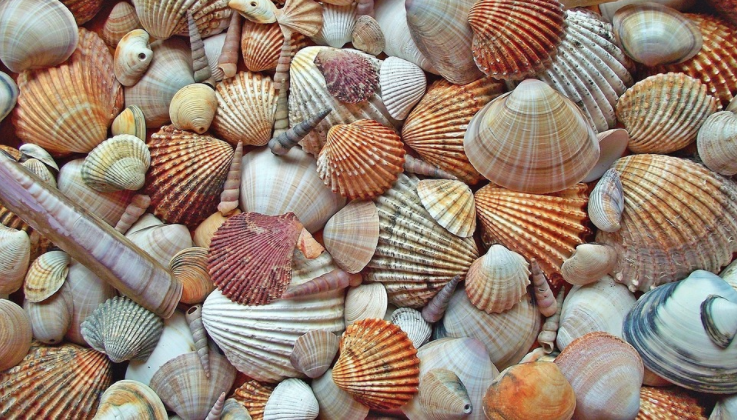No more seashells on the seashore: How do we adapt to changing ocean  chemistry? – Topics in Sustainable Fisheries