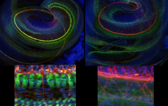 Contrasting auditory hair cells in mice