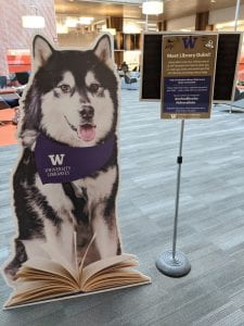 life size photo of husky dog "Dubs" cut out