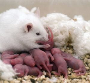Mouse with Litter of Pups