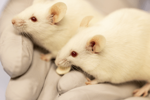 Two mice with yogurt drop treat