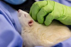 Rat held by researcher
