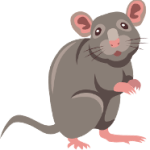 Gray lab mouse