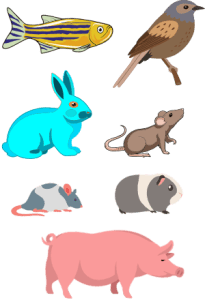 Assorted Research Animals