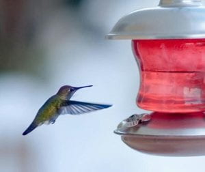 A hummingbird flying next to a feeder