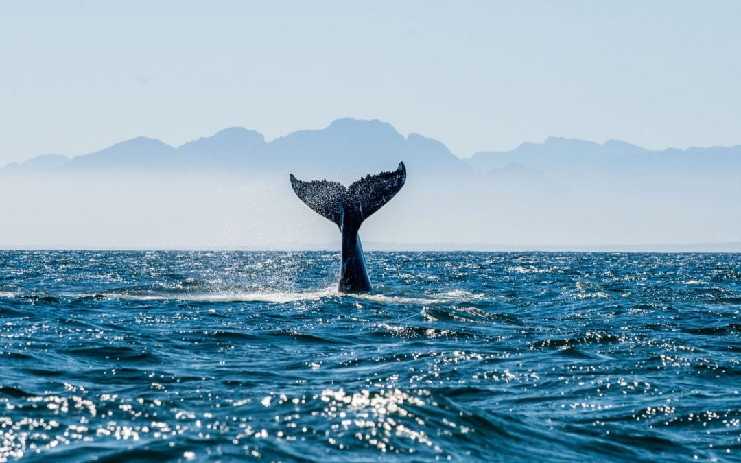What Whales and Elephants Can Teach Us About Cancer Prevention
