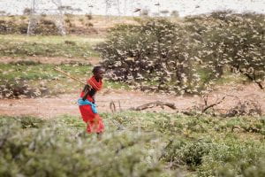 A Samburu boy uses a wooden stick to try to swat a swarm of desert locusts filling the air, as he herds his camel near the village of Sissia, in Samburu county, Kenya.