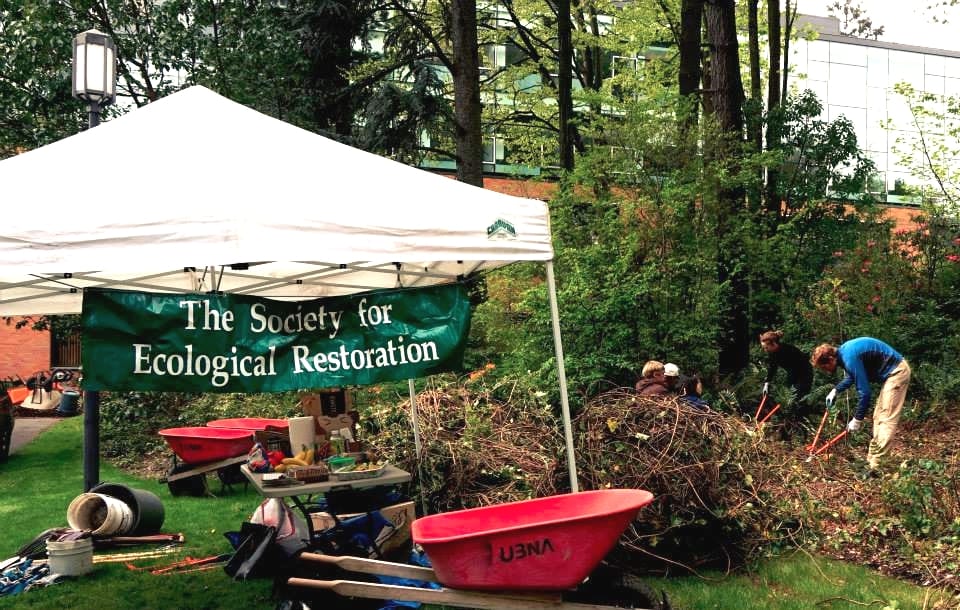 A tent with a Society for Ecological Restoration banner. Below are some tools, including shovels and a wheelbarrow. To the right, volunteers use loppers to help clear a restoration site of invasive plants. Two massive piles of removed English ivy sit in front of the volunteers.