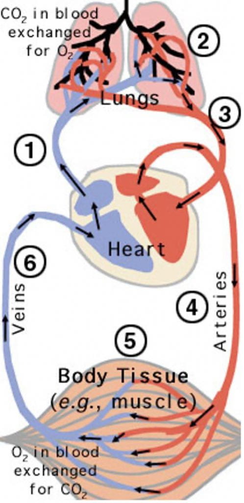 Illustration of the circulatory system