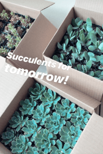 Succulents in boxes for DC event 