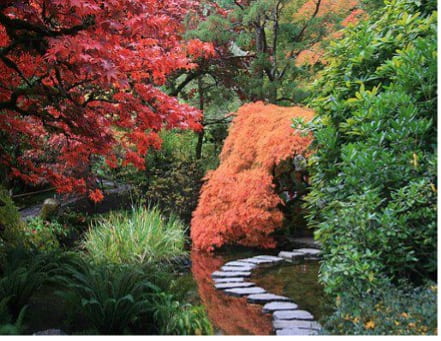 Path surrounded by Japanese maples