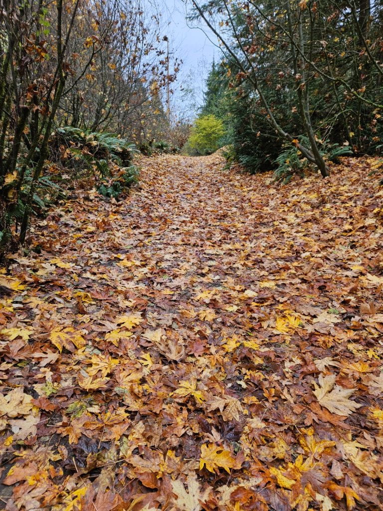 View of trail covered in autumn leaves