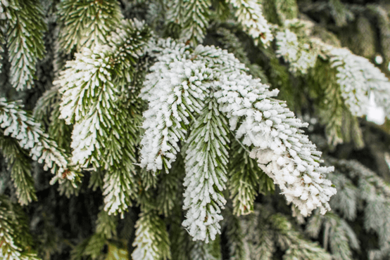Evergreen branch covered in frost
