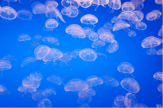 Large group of jellyfish