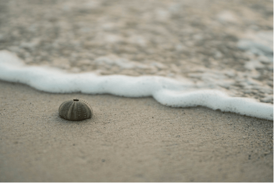 Shell on sand with wave in background