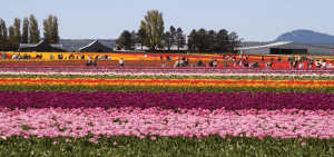 Rows of different colored flowers
