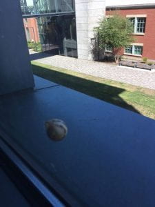 Snail clings to outside of window. Background includes skybridge, tree, brick building, and cobble trail.
