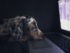 Photo of dog staring at computer screen