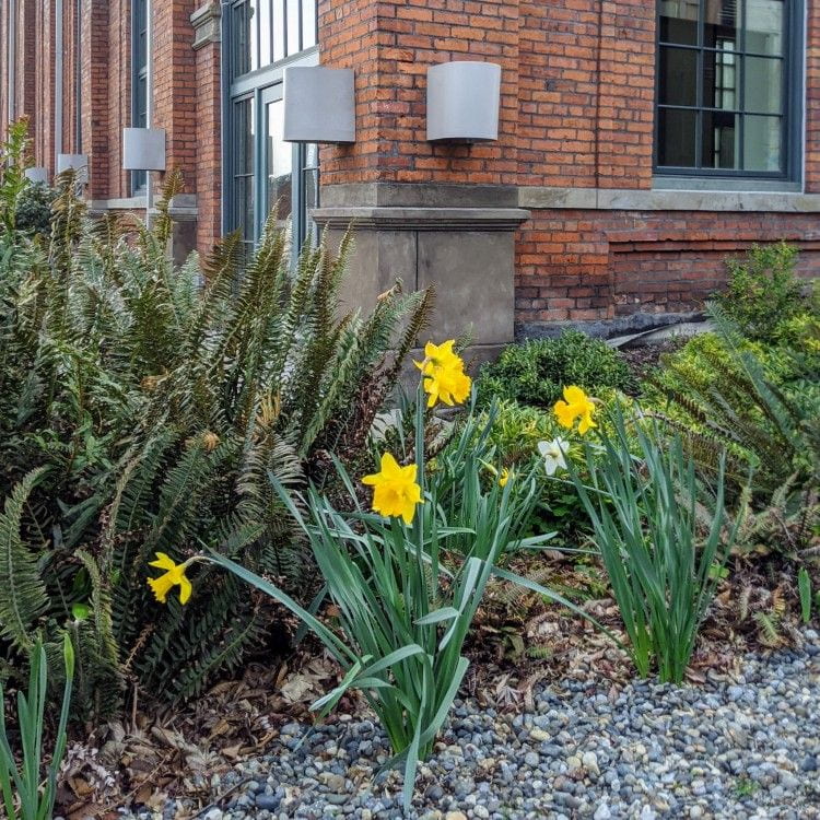 Daffodils outside the Snoqualmie Building