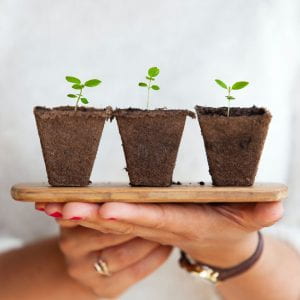 A close up of a person's hands holding three seedling plants.