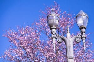 UWT cherry blossom tree, with lamp post 