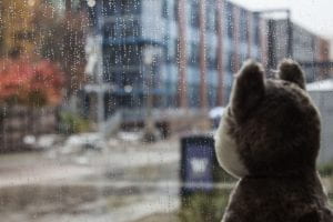 Photo showing a husky plush toy in front of a rainy window