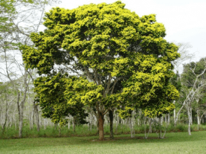 Brazil wood tree 