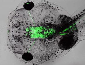 Fluorescent micrograph showing nuclei (cyan), neural progenitors expressing pax6 (green) and neurofilament (magenta)